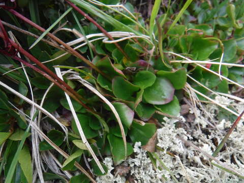 Image of Micranthes melaleuca (Fischer) Losinsk.