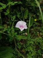 Image de Convolvulus betonicifolius Miller