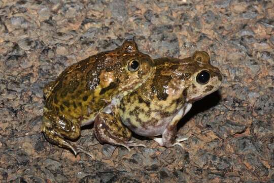 Image of Neobatrachus Peters 1863