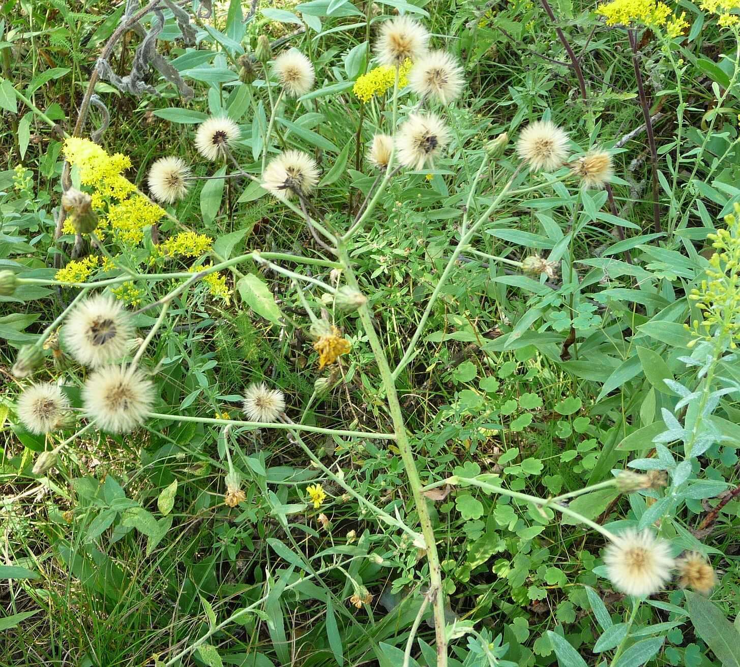 Image of Canadian hawkweed