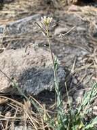 Image of Fendler's rockcress