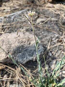 Image of Fendler's rockcress