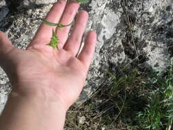 Imagem de Stachys atherocalyx K. Koch