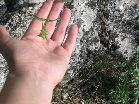 Imagem de Stachys atherocalyx K. Koch