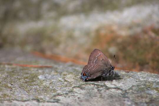 Image of Banded Hairstreak