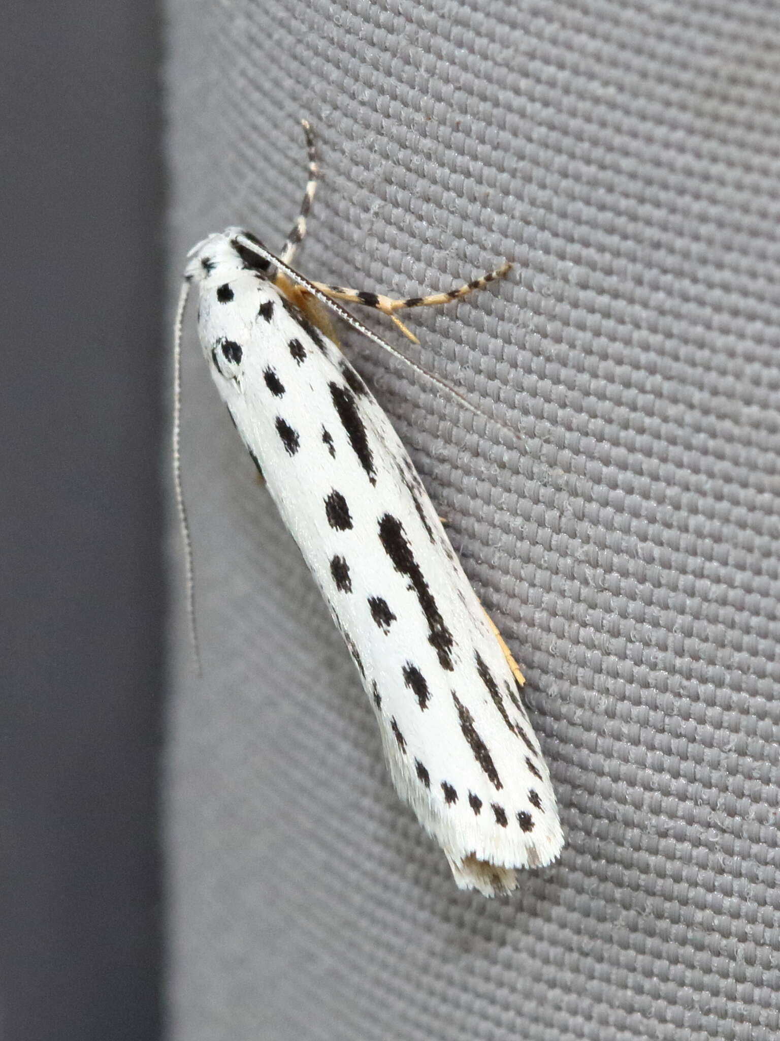 Image of Zeller's Ethmia Moth