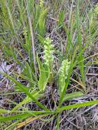 Слика од Platanthera flava var. herbiola (R. Br.) Luer