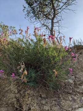 Plancia ëd Hedysarum boveanum subsp. europaeum Guitt. & Kerguelen