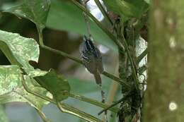 Image of Peruvian Warbling Antbird