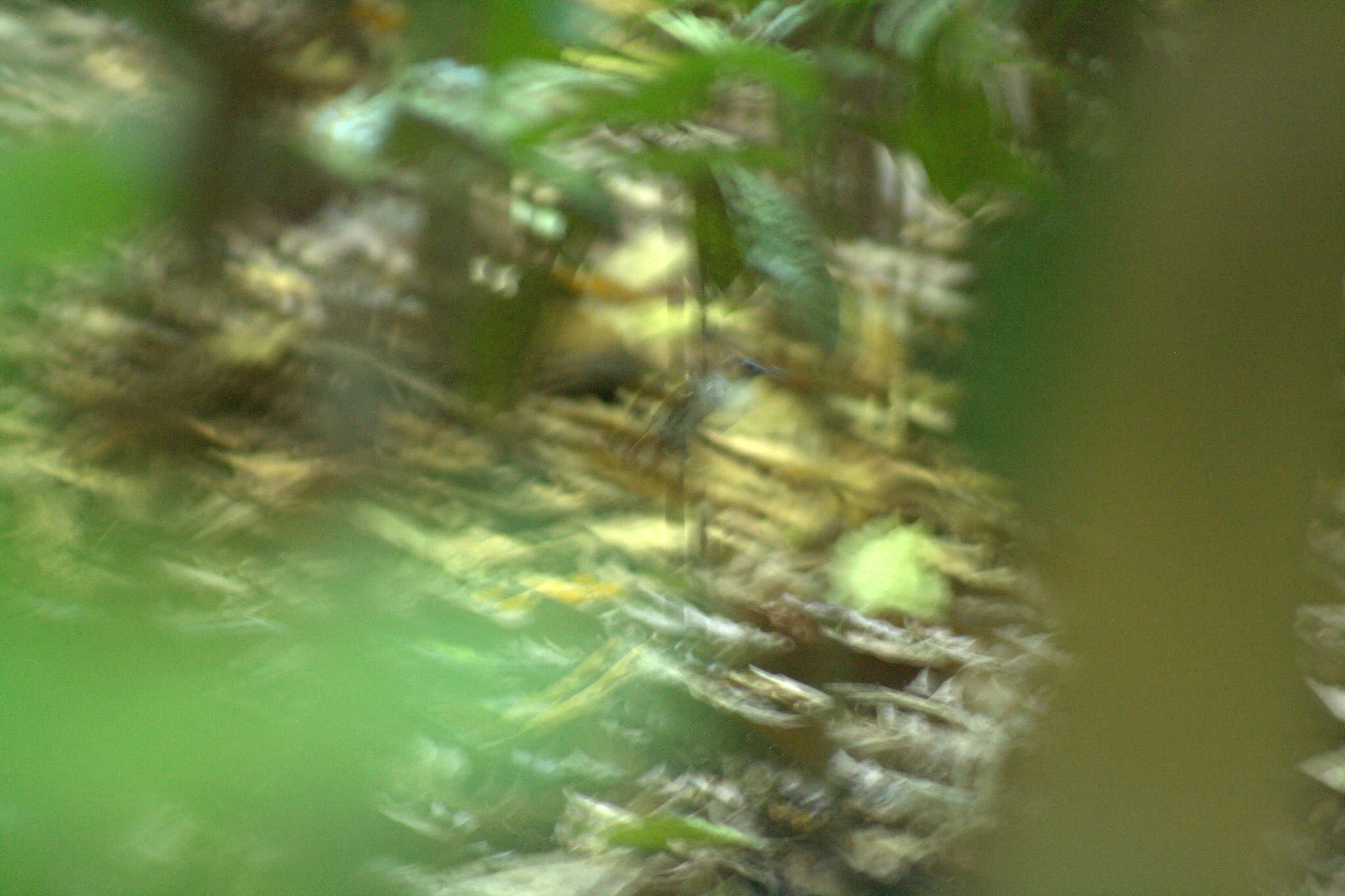 Image of Bicolored Antbird