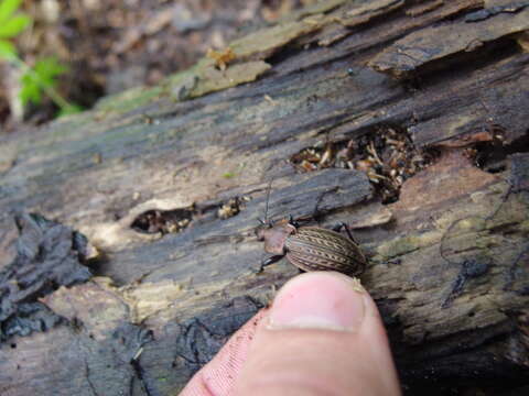 Image of immigrant sausage ground beetle