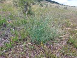 Image of Astragalus melilotoides Pall.