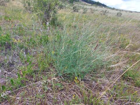 Image de Astragalus melilotoides Pall.