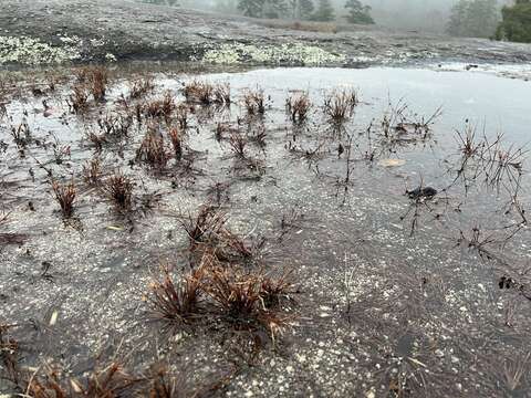 Image of Granite Flat Sedge