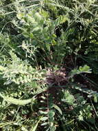 Image de Astragalus exscapus subsp. pubiflorus (DC.) Soó