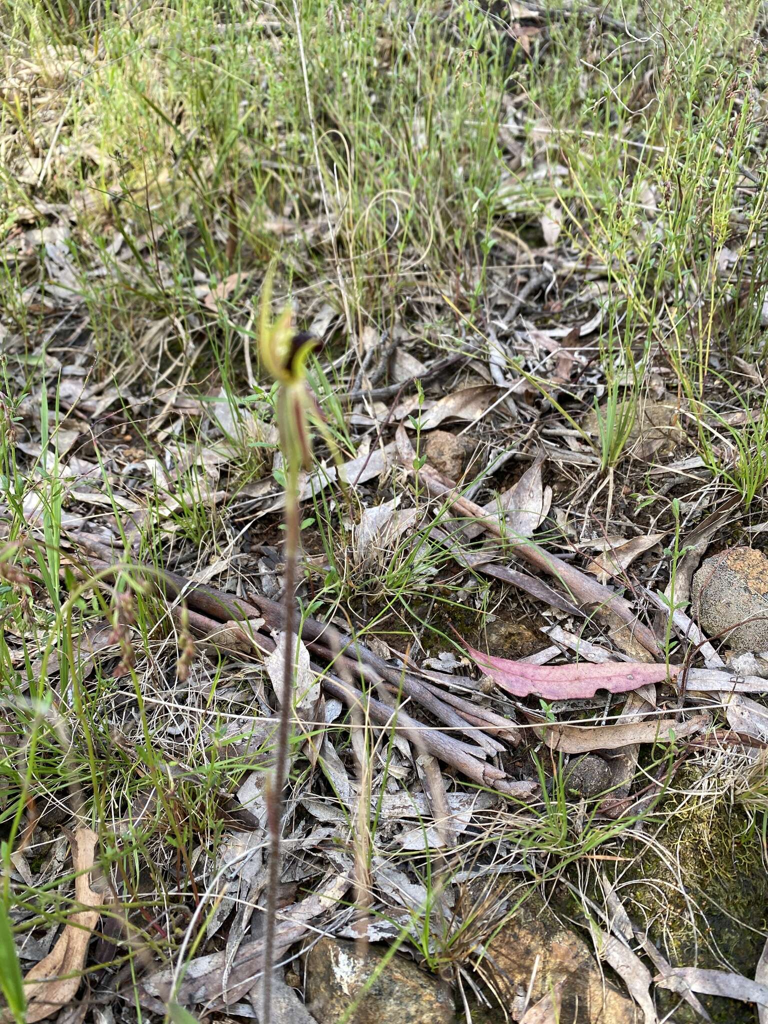 Imagem de Caladenia actensis D. L. Jones & M. A. Clem.