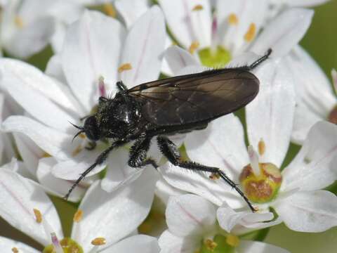 Image of Empis ciliata Fabricius 1787