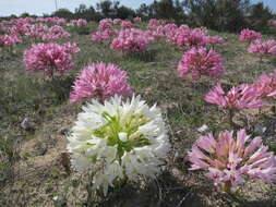 Image of candelabra lily