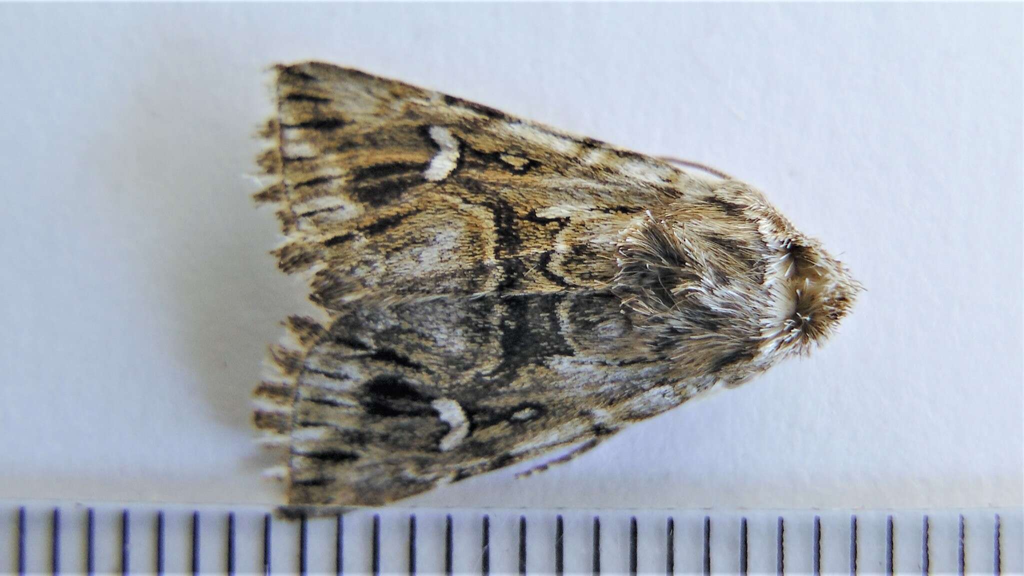 Image of toadflax brocade