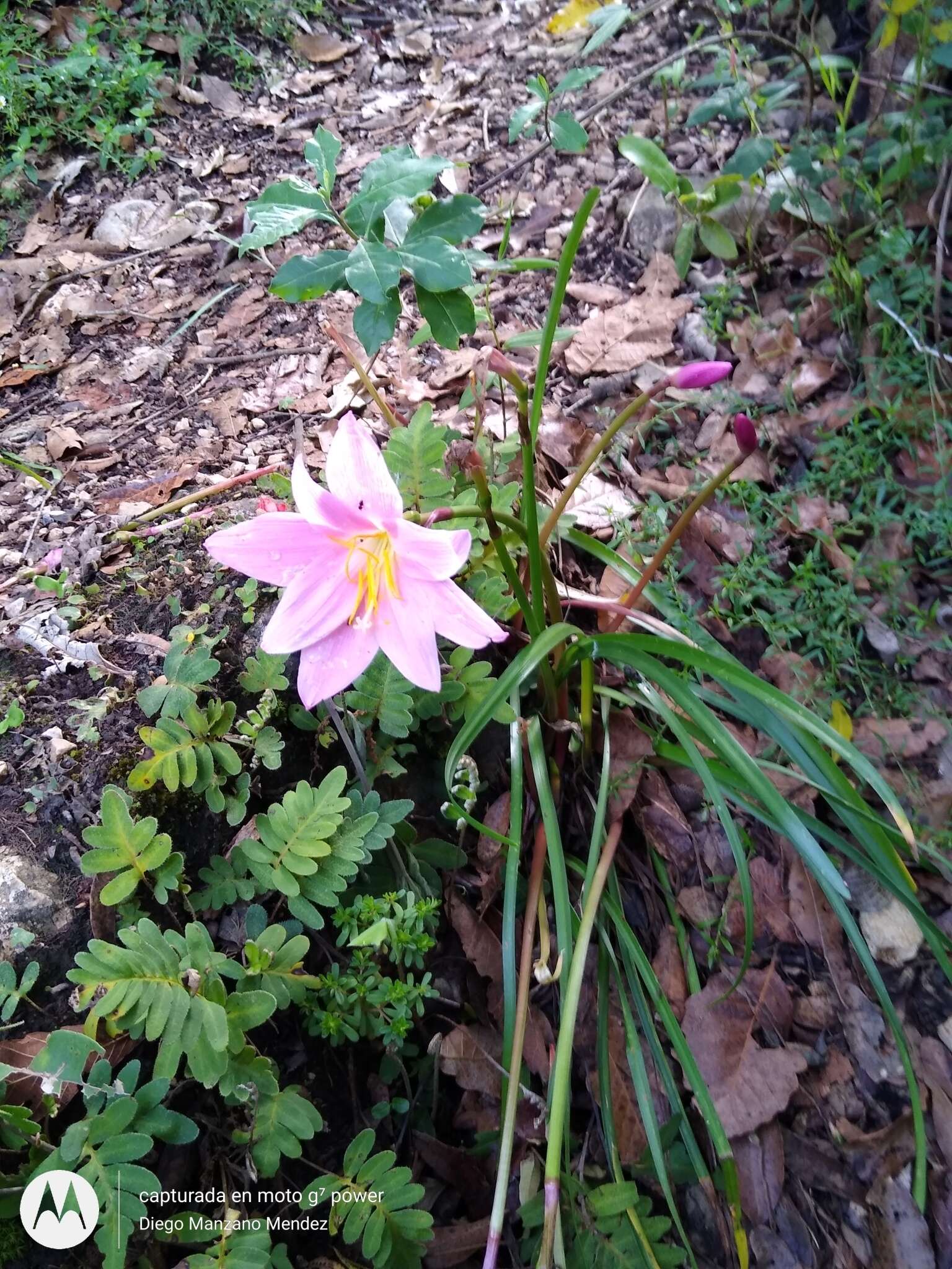 Image of Zephyranthes carinata Herb.