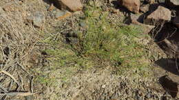 Image of Fagonia indica Burm. fil.