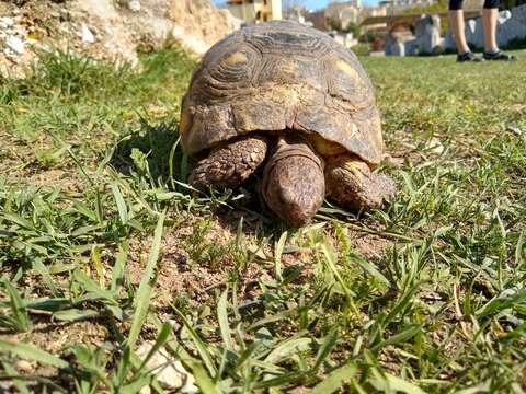 Image of Marginated Tortoise