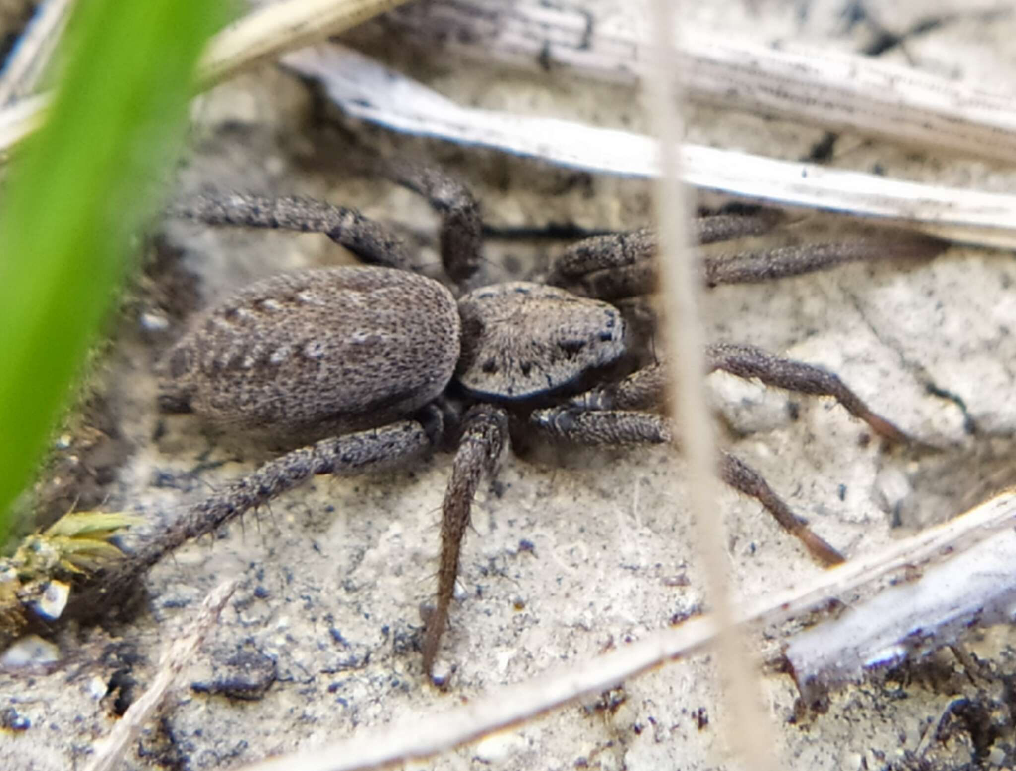 Image de Berlandina cinerea (Menge 1872)