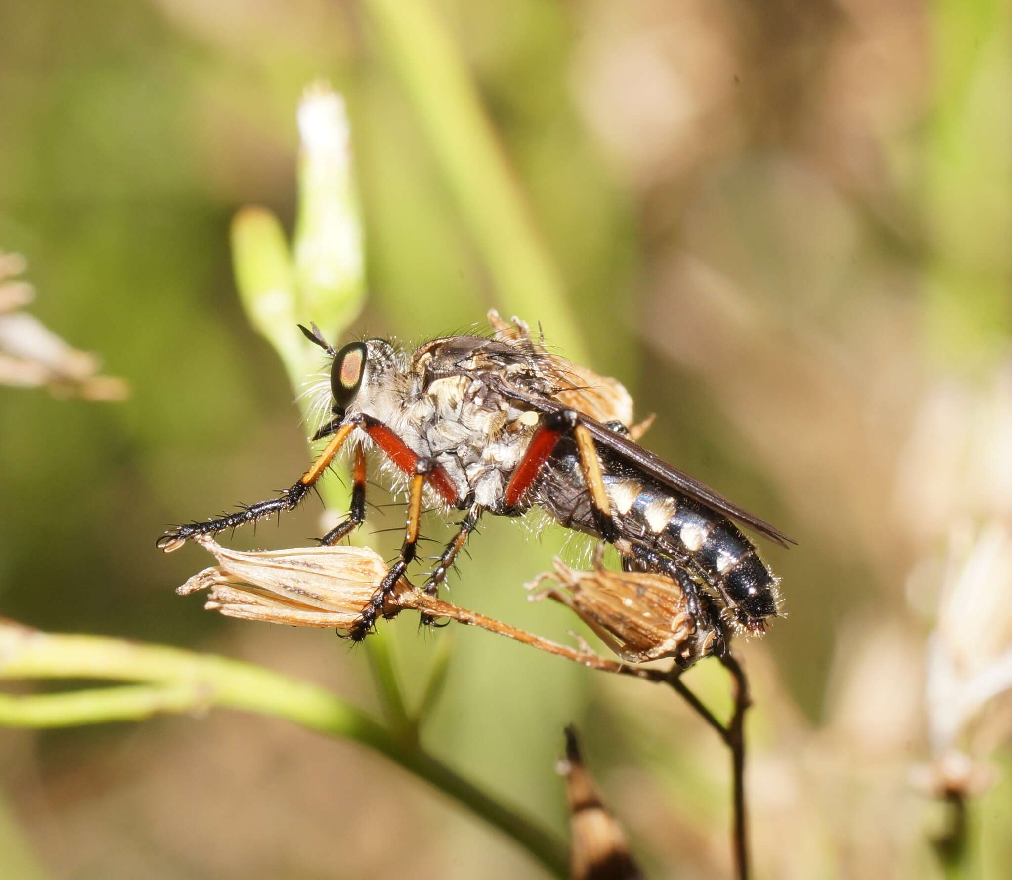 Image of Thereutria amaraca (Walker 1849)