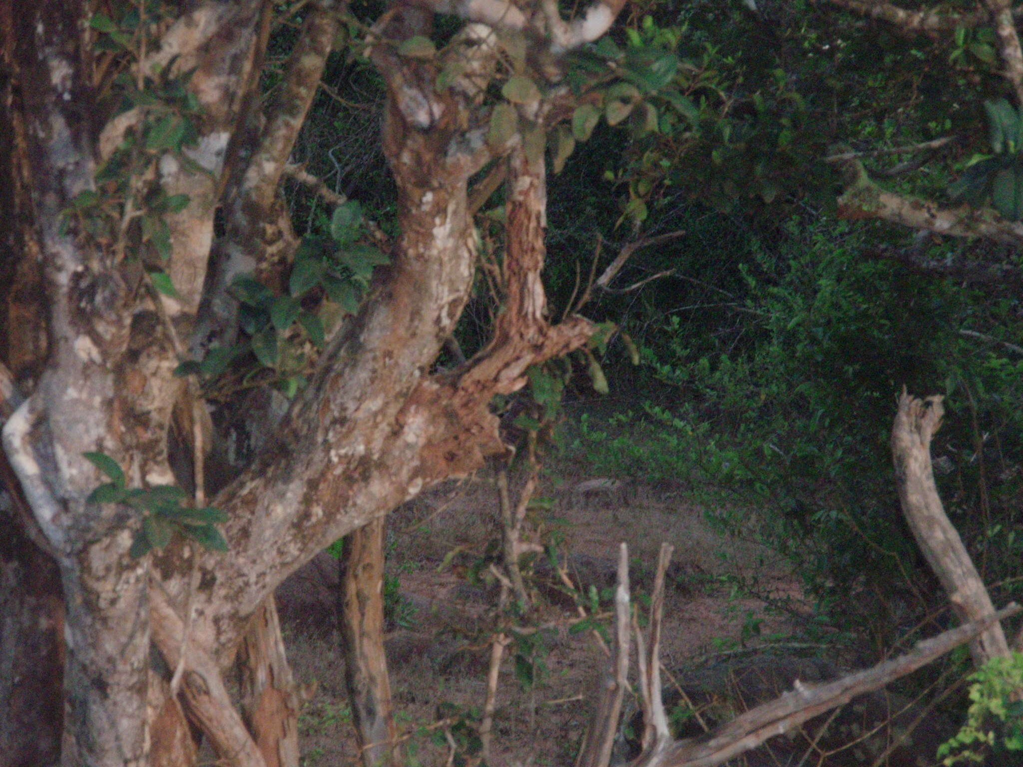 Image of Sri Lankan leopard