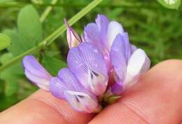 Vicia americana Willd. resmi