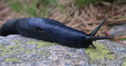 Image of Carpathian blue slug