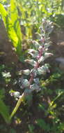 Image of Lachenalia bolusii W. F. Barker