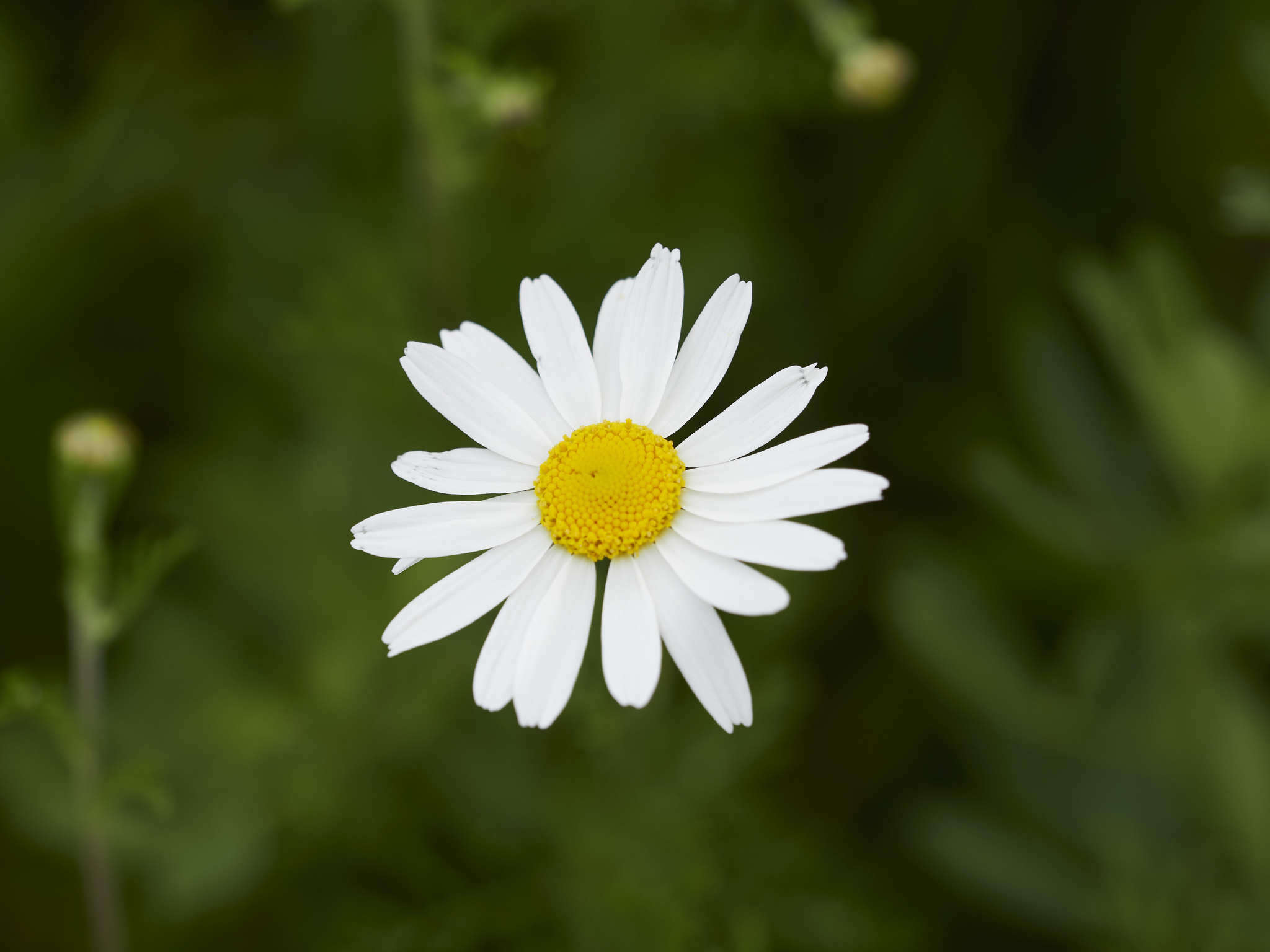 Image of False chamomile