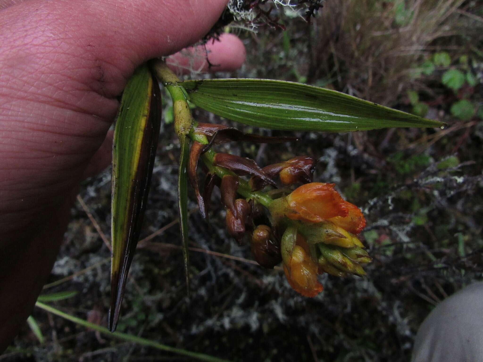 Image of Elleanthus aurantiacus (Lindl.) Rchb. fil.