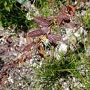 Image of Waltheria bahamensis Britton