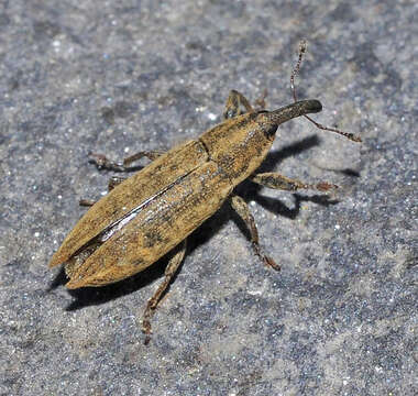 Lixus mucronatus (Olivier & A. G. 1791)的圖片