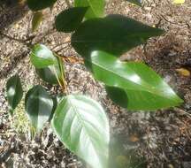 Image of Yunnan poplar