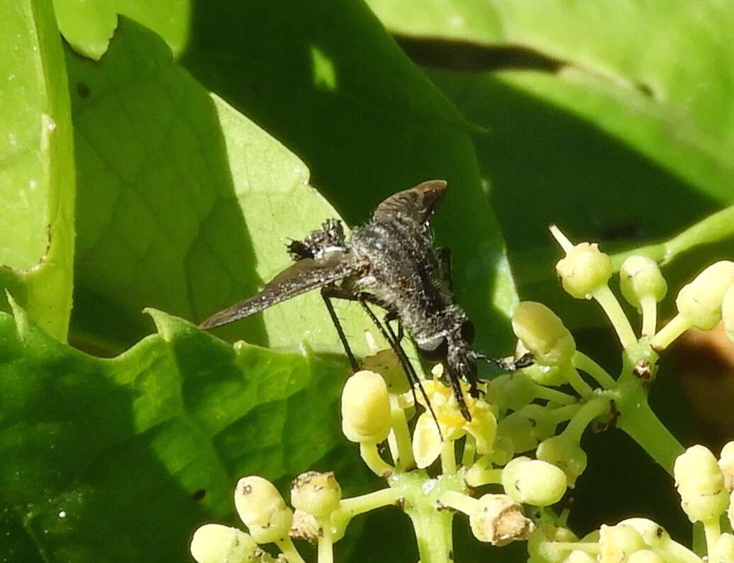 Image of Lepidophora vetusta Walker 1857