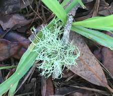 Imagem de Ramalina stenospora Müll. Arg.