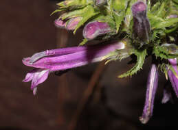 Image of Lobelia decurrens Cav.