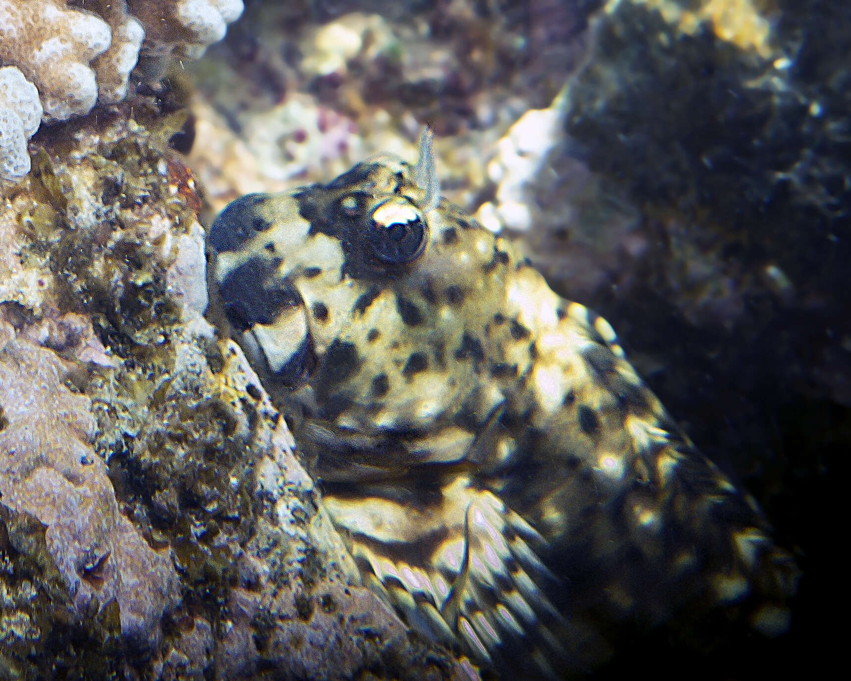 Image of Wavy lined blenny