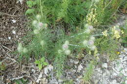 Image de Ptilostemon echinocephalus (Willd.) Greuter