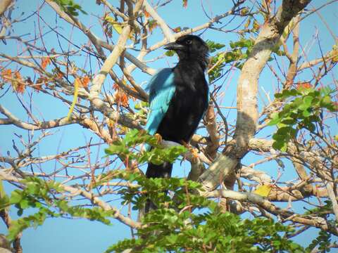 Imagem de Cyanocorax yucatanicus yucatanicus (Dubois & Ajc 1875)