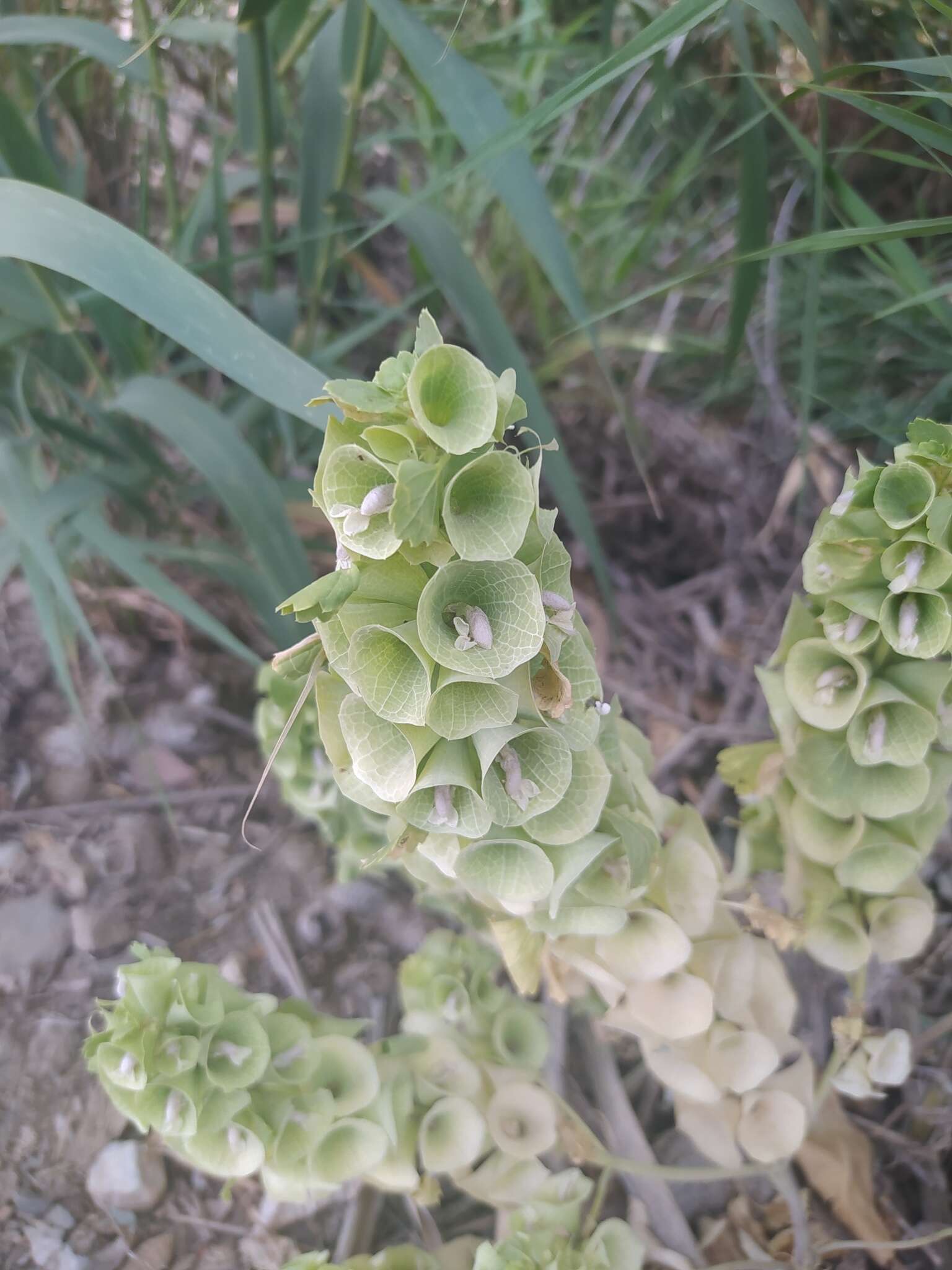 Image of moluccella