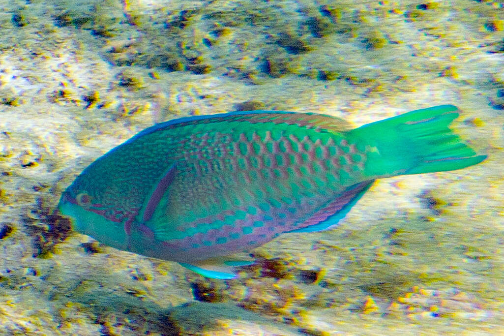 Image of Globehead Parrotfish