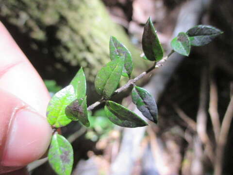 Plancia ëd Rhaphithamnus spinosus (Juss.) Moldenke