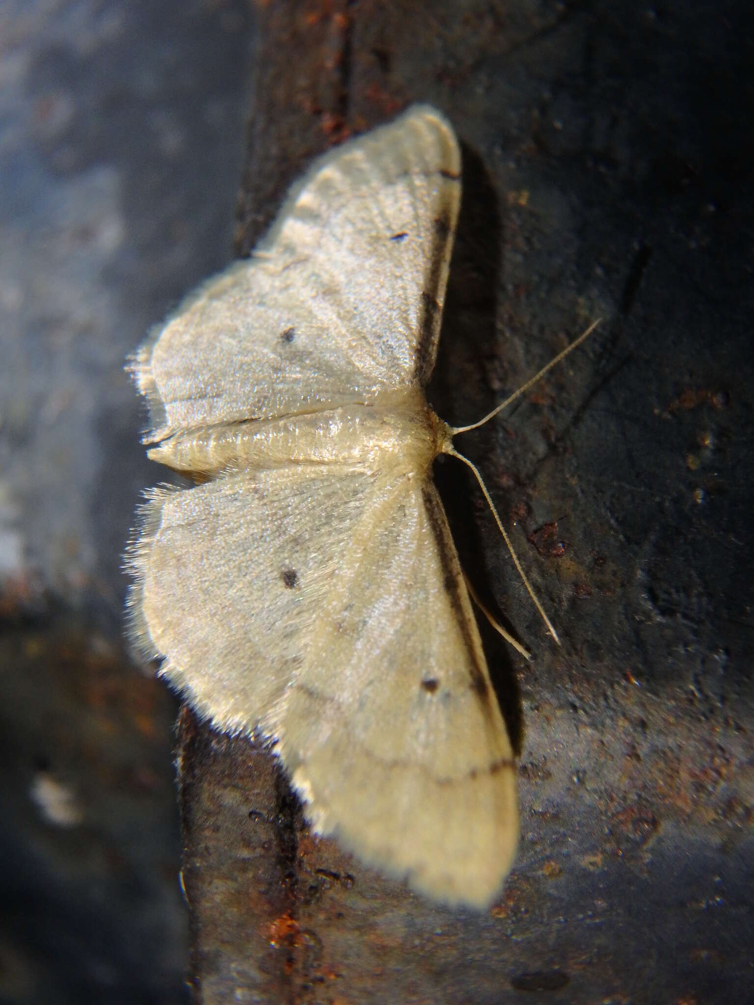 Image of Idaea politaria Hübner 1799