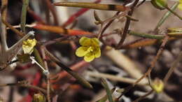 Image de Linanthus filiformis (Parry ex A. Gray) J. M. Porter & L. A. Johnson