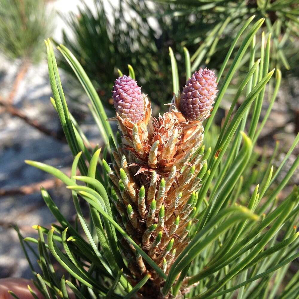 Image of Aztec Pine