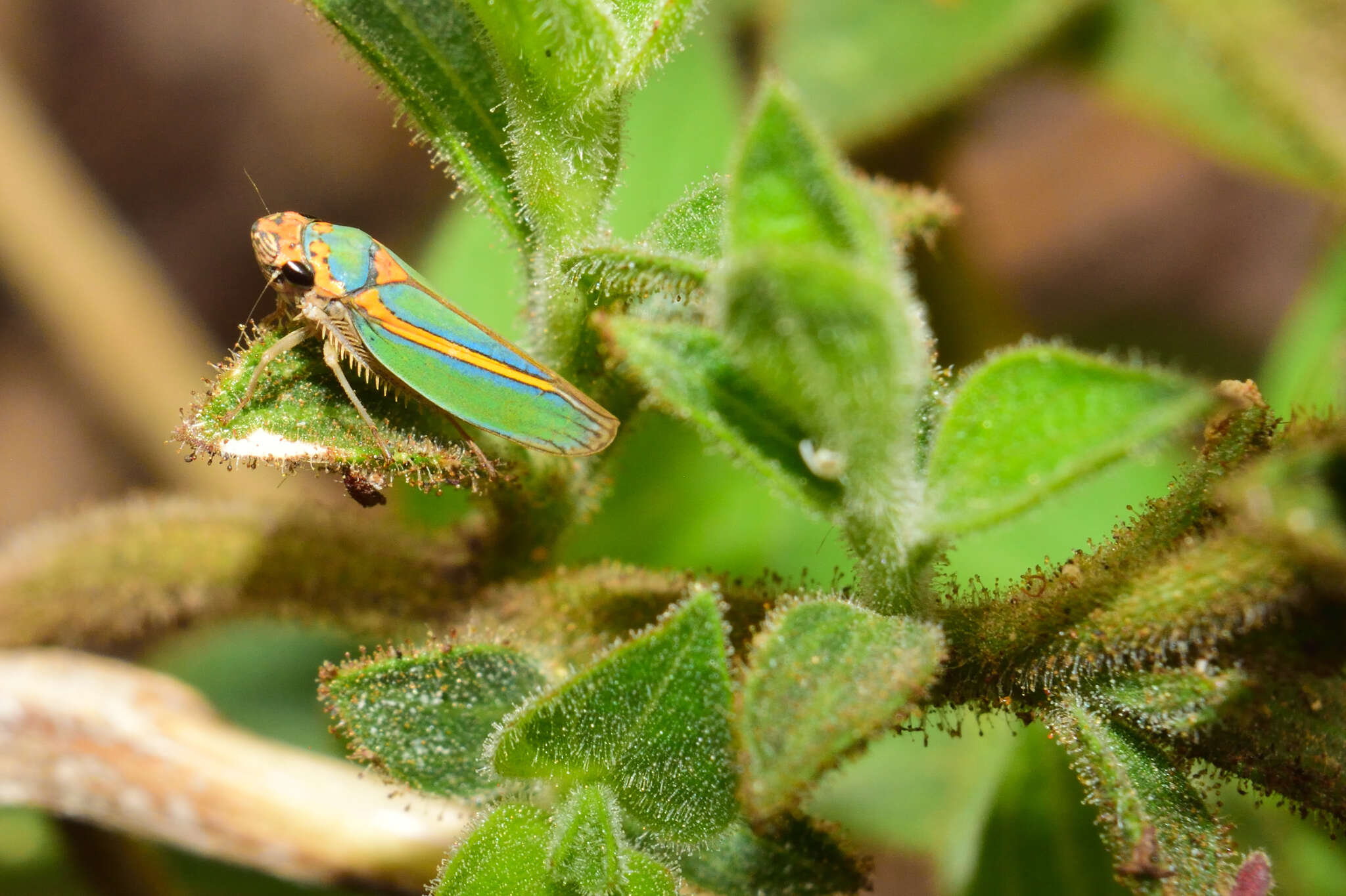 Image of Graphocephala aurolineata (Fowler 1900)